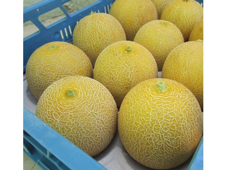 Galia melons2