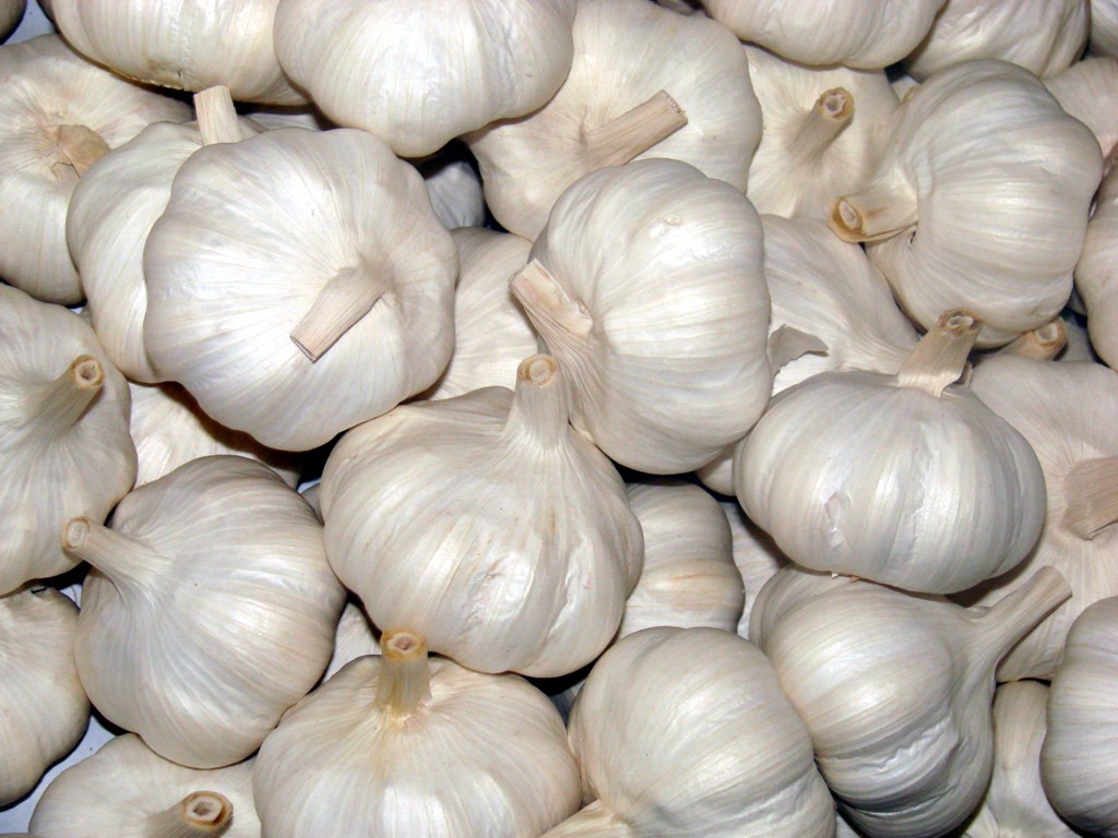 Pure White-Garlic